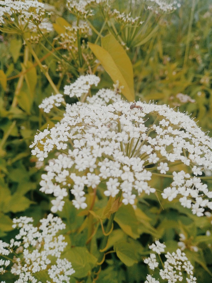 bloom
