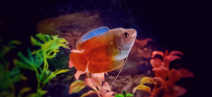 Flame Dwarf Gourami