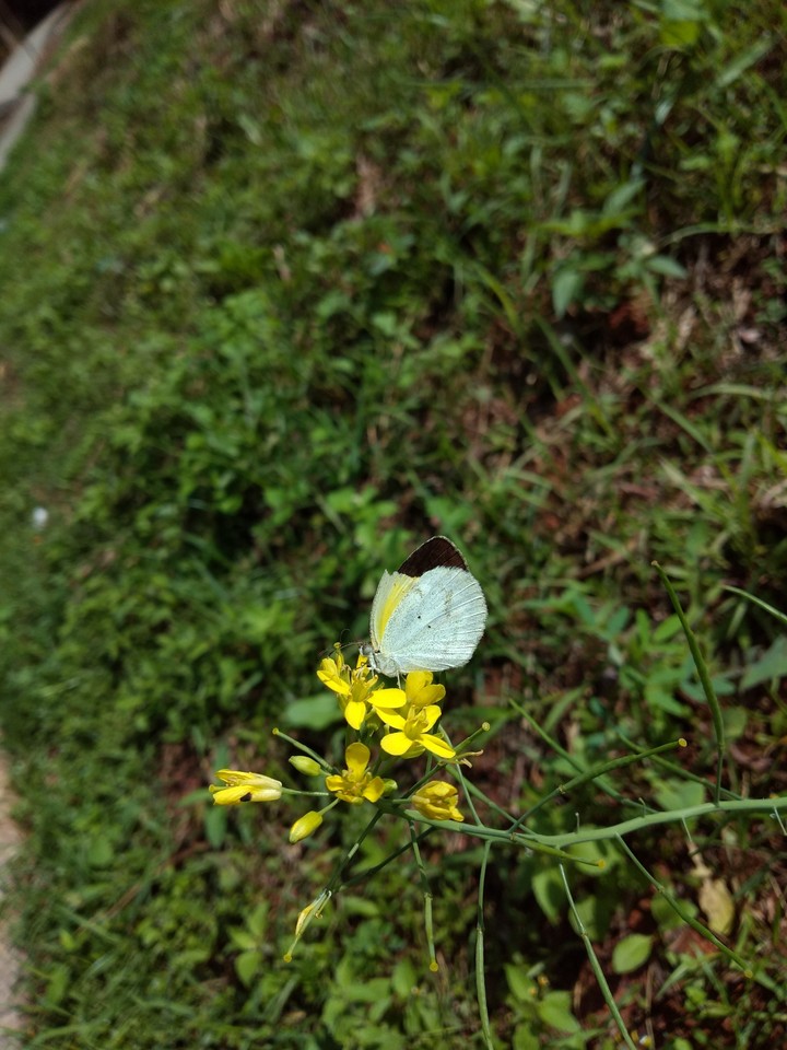 Borboleta