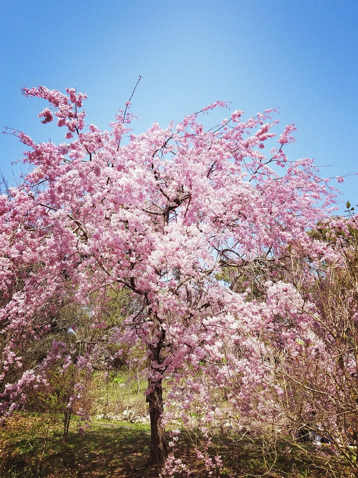 陽春の花⑤