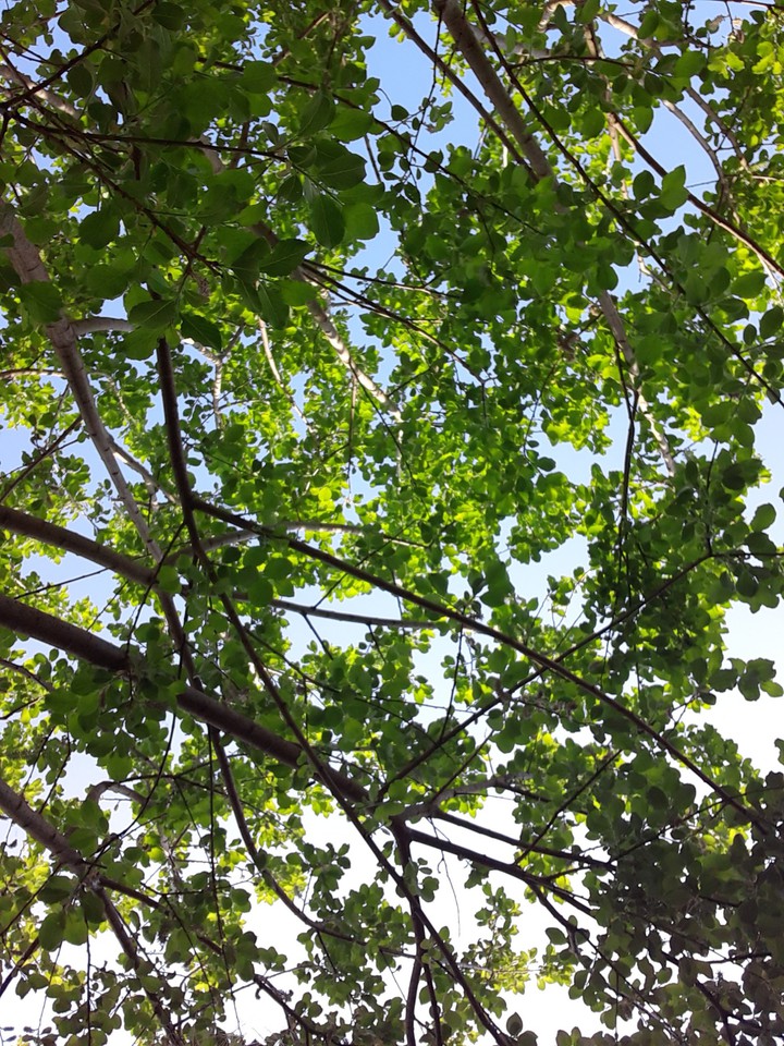 arbre