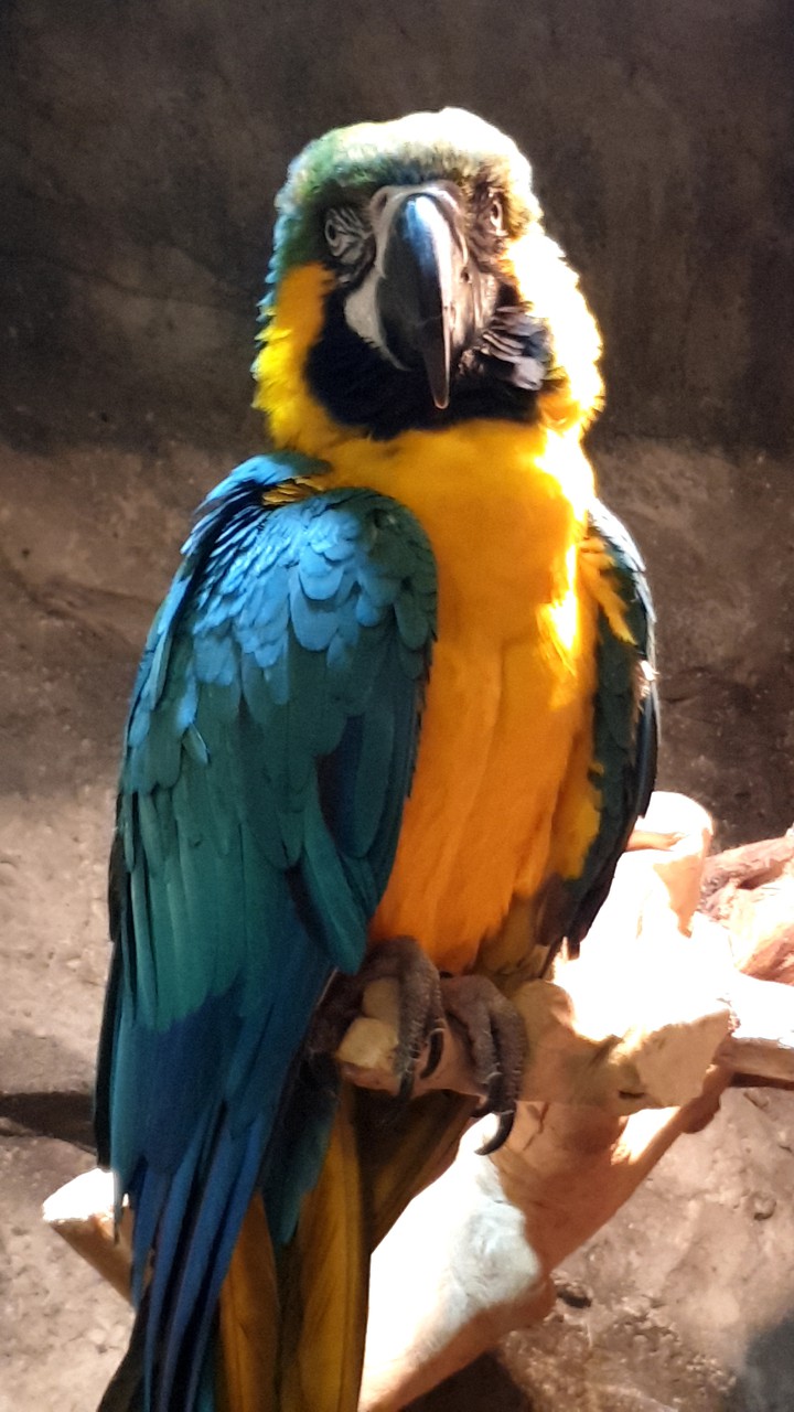 healing bird