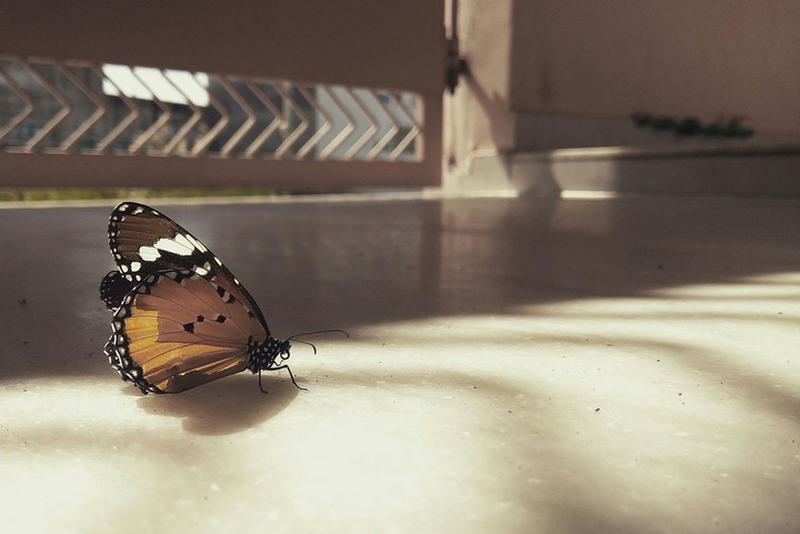 Butterfly