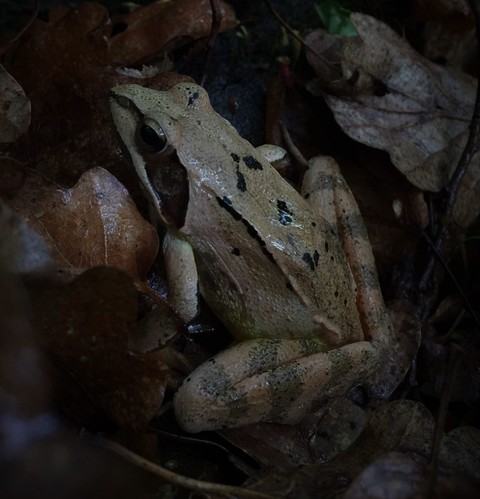 tapety eleuths, toad