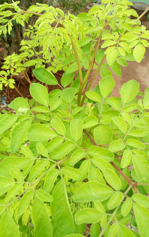 Sajan Ki Katha