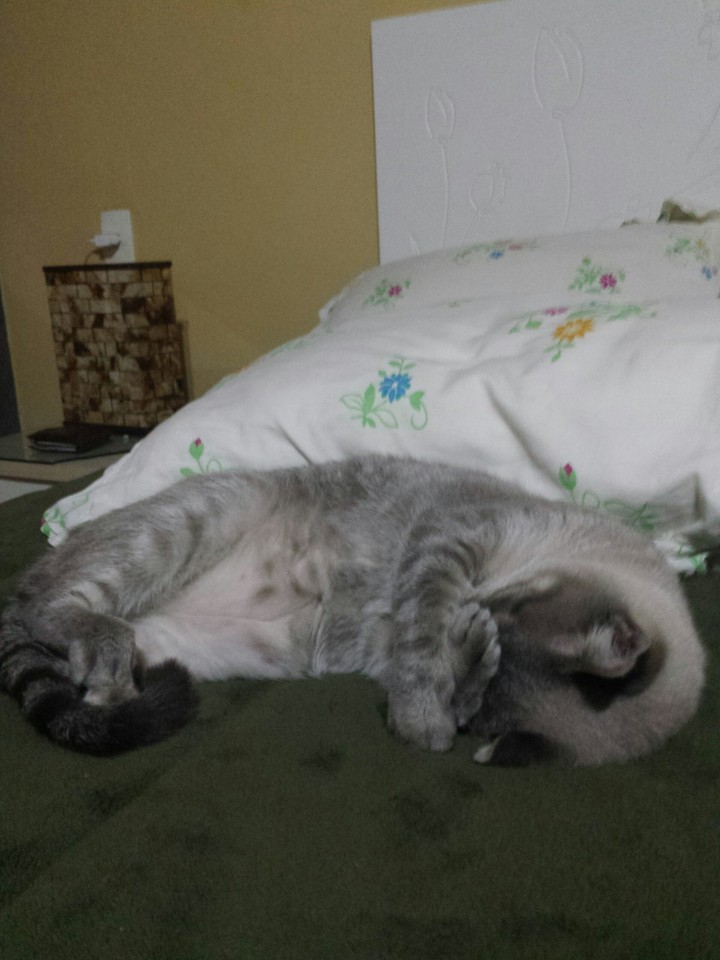 Cats