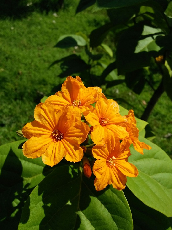 flower