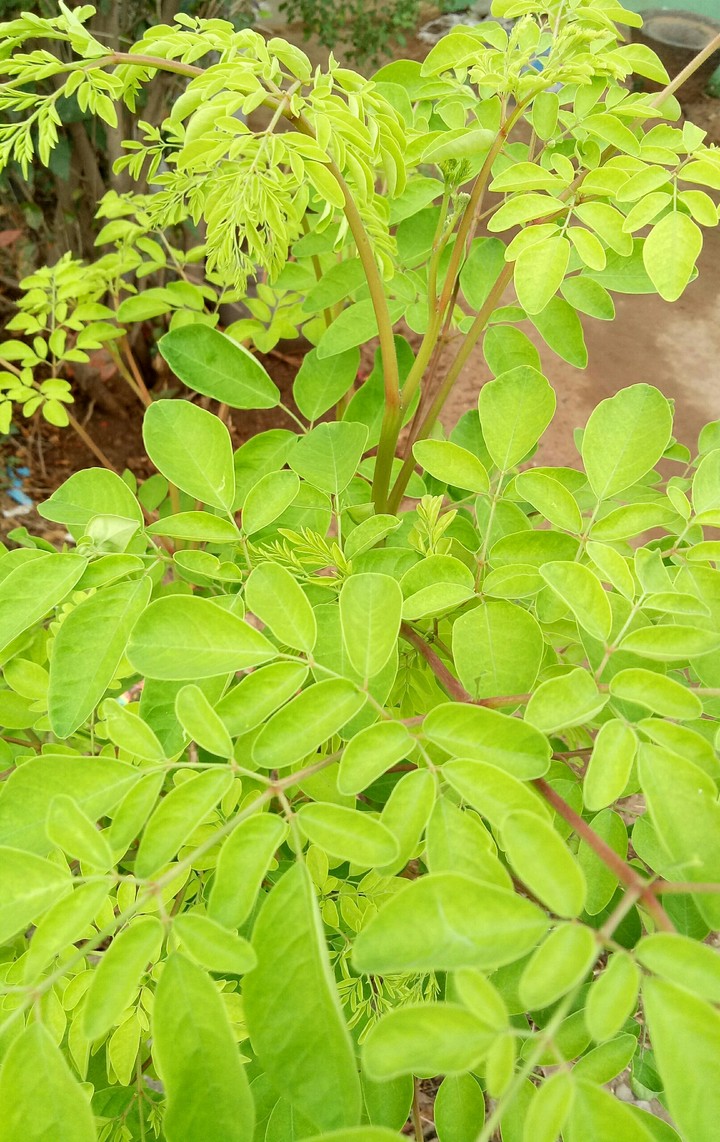 Sajan Ki Katha