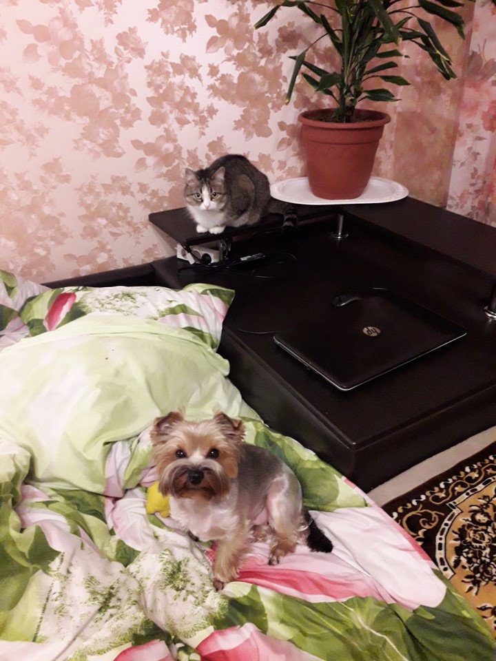 верные друзья