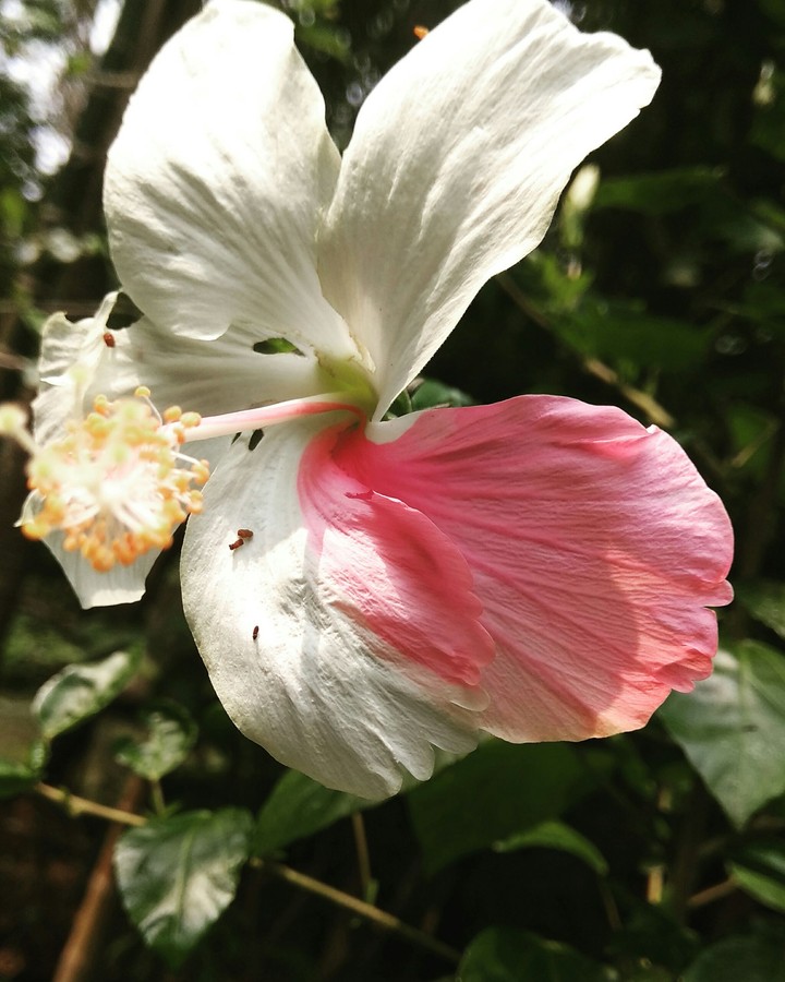 white china rose with pink petals