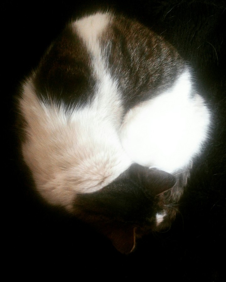 cats