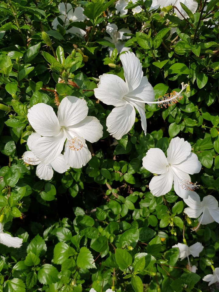扶桑花