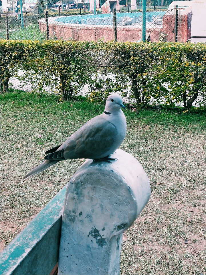 Bird