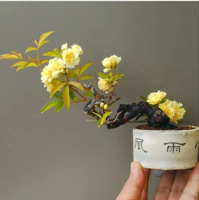 Bonsai