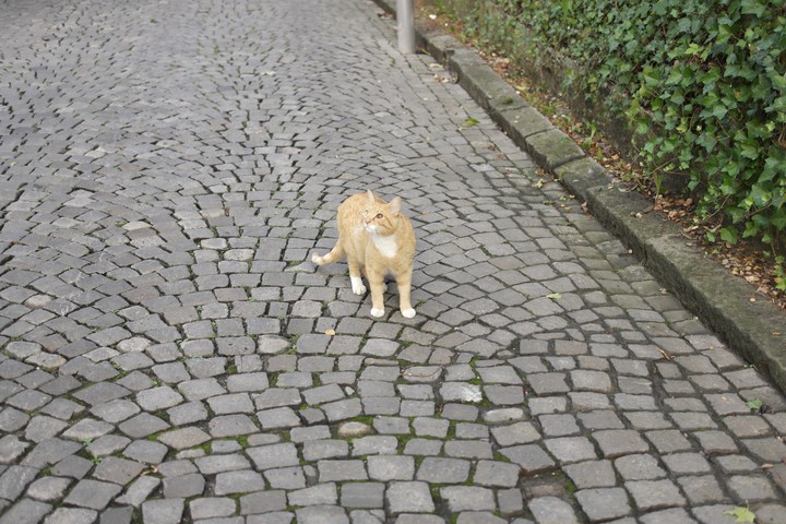 cat