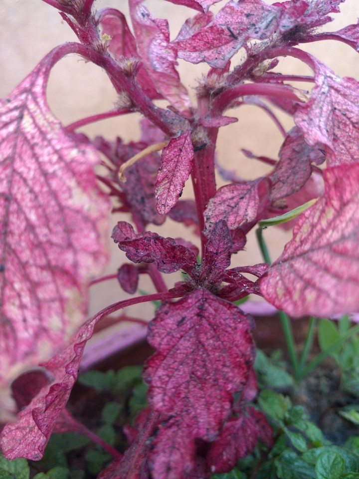 pinky purple