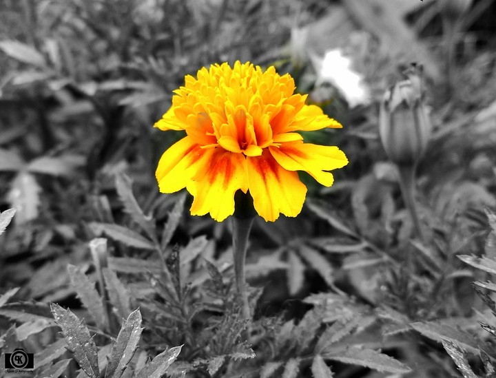Marigold Flower
