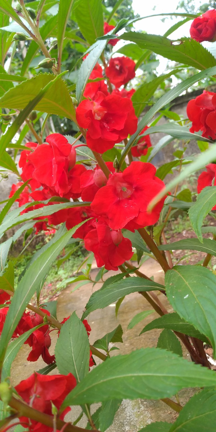 Red passion