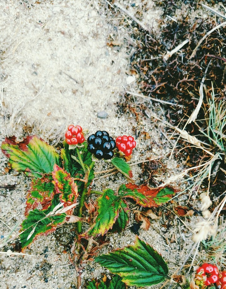 Little Blackberries