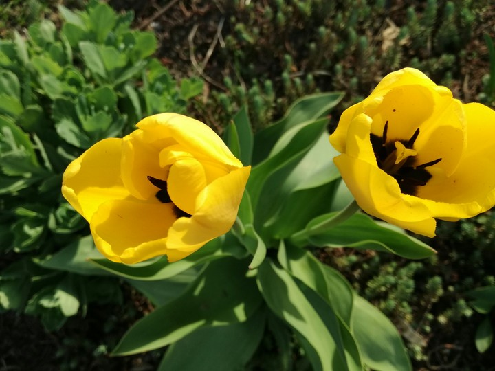 tulips