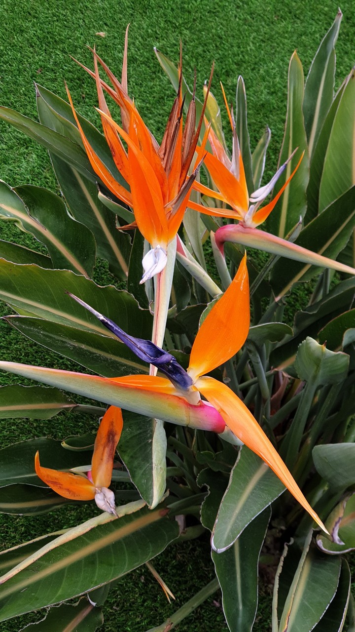 Bird like orange plant