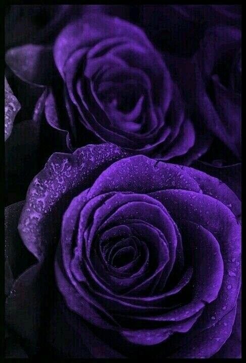 purple passion