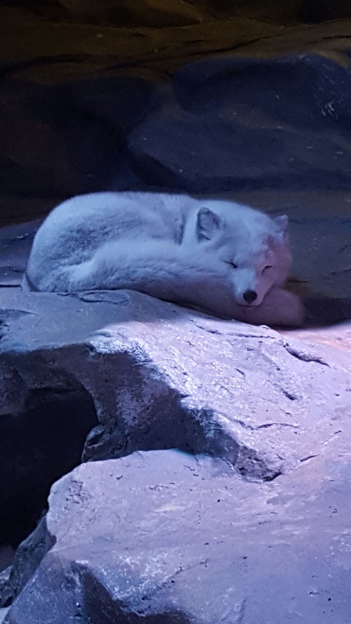 Arctic Fox