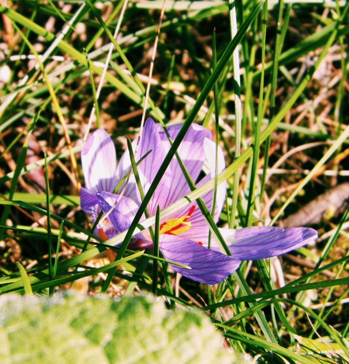 saffron