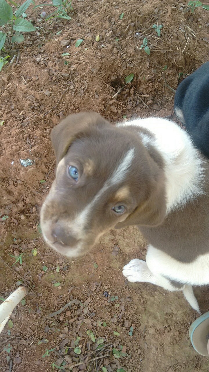 fofinho