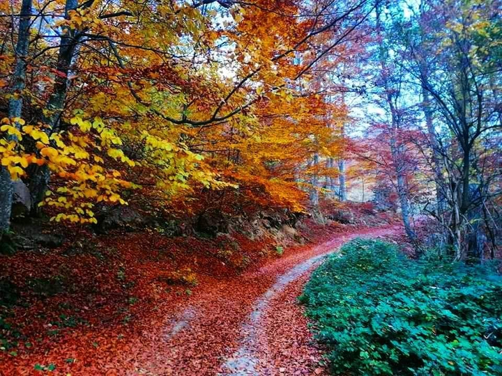 autumm winter ?