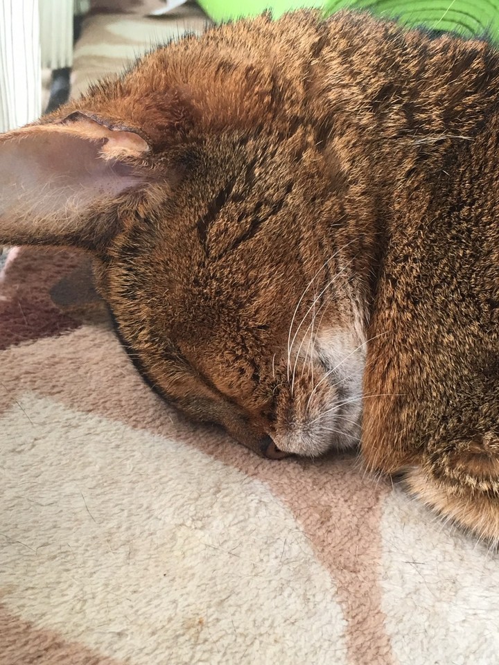 zzz…