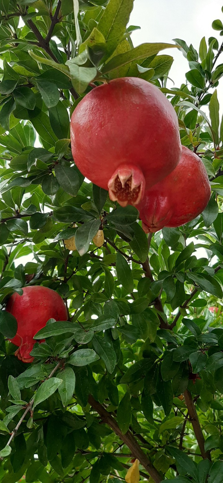 pomegranate