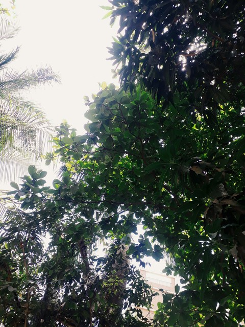 tree