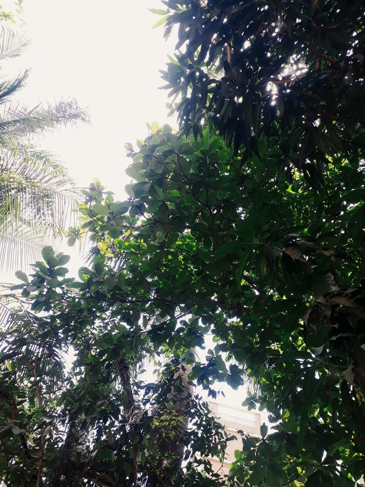 tree