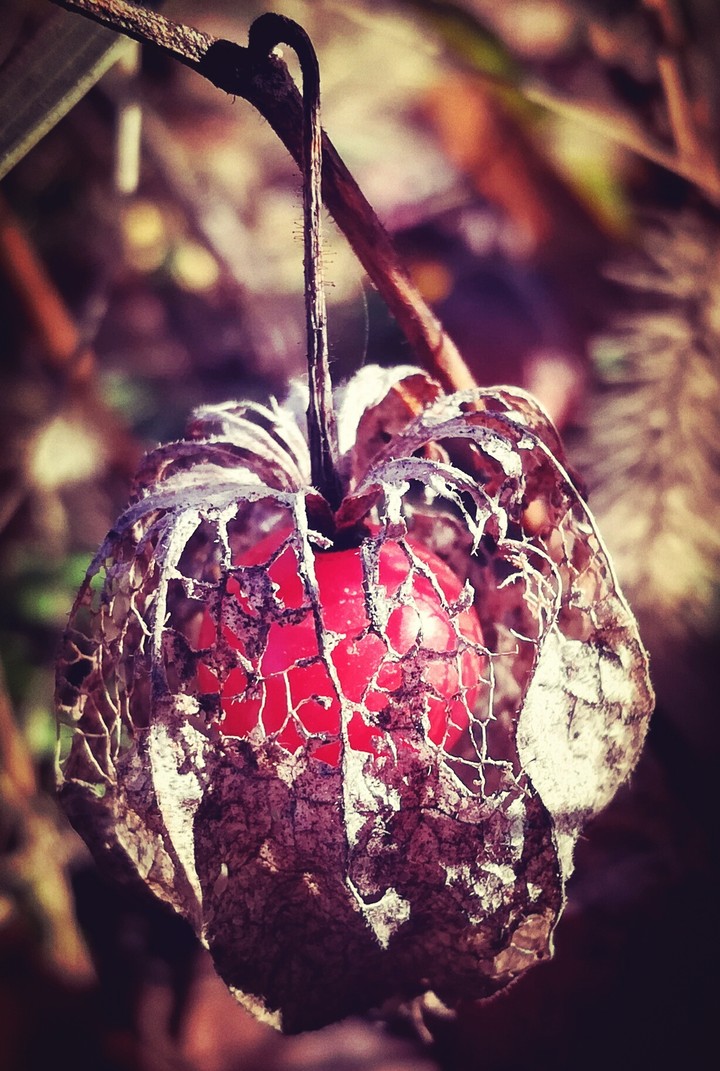 berry