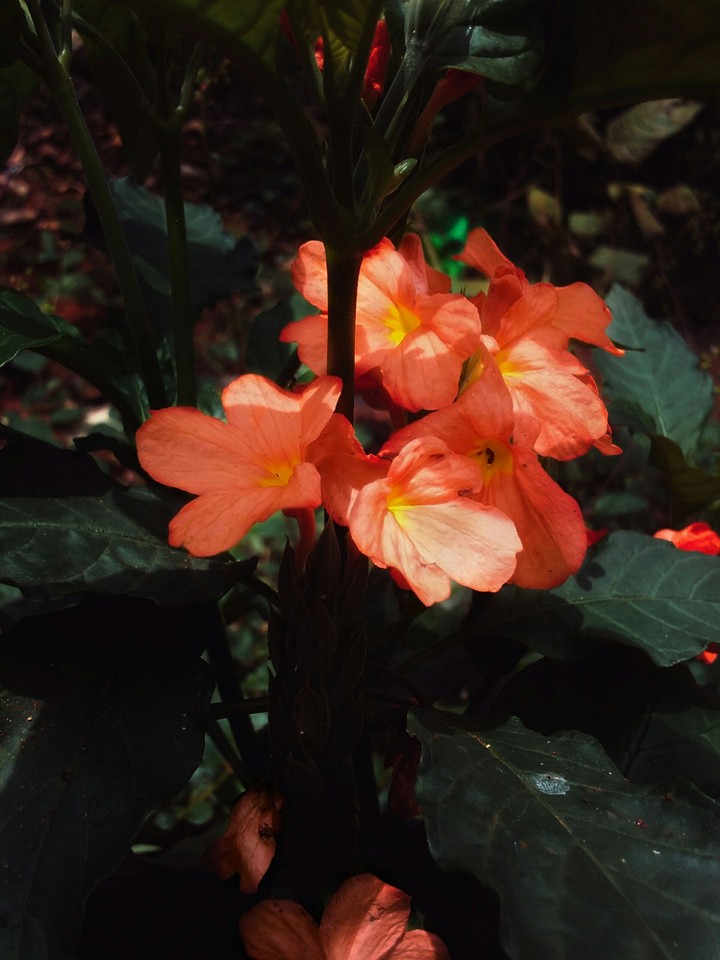 Crossandra