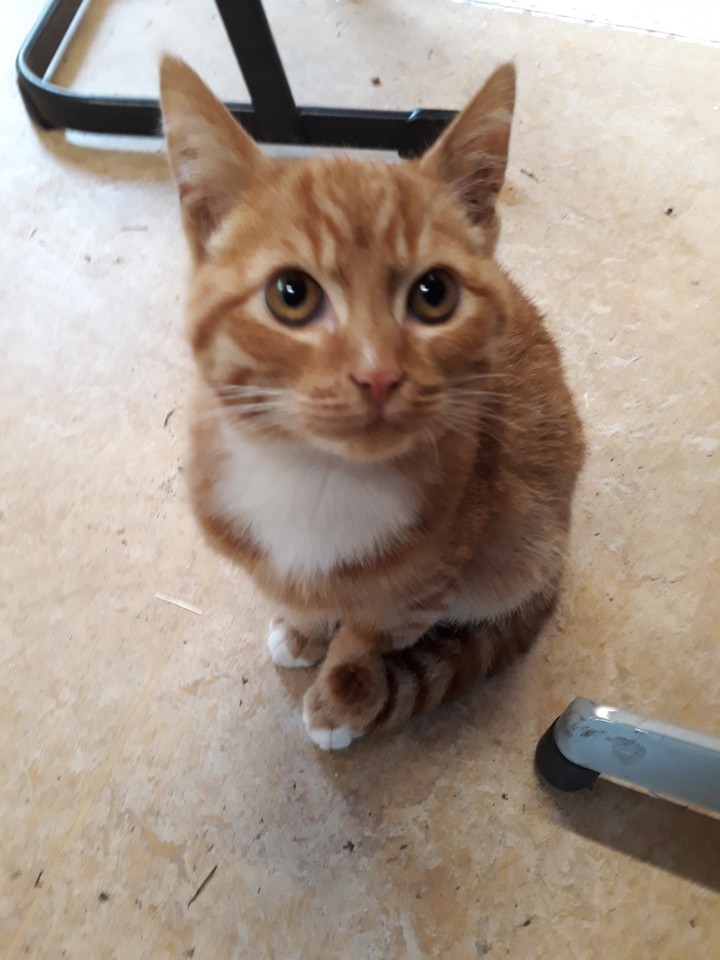 cat
