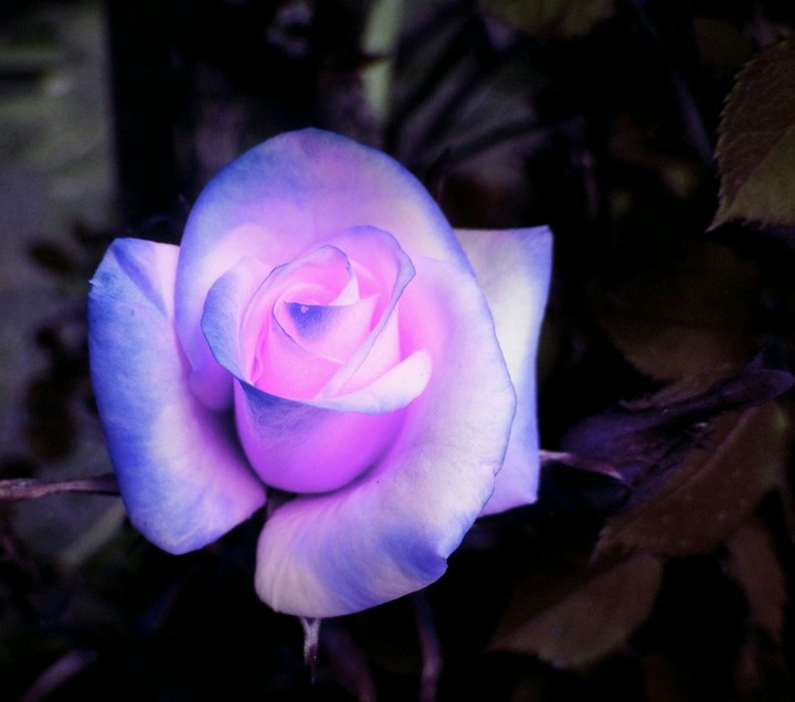 Flor192