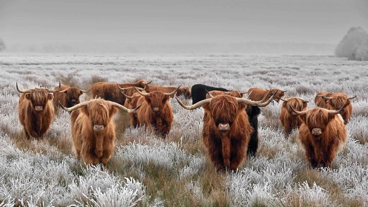 Highland cattle in winter