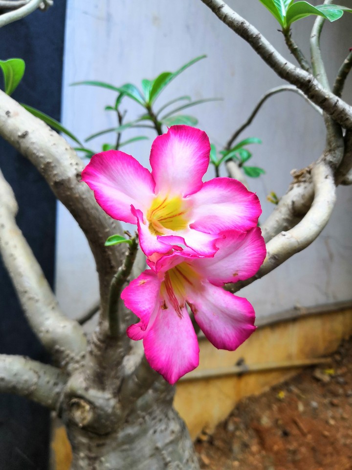 pink flower