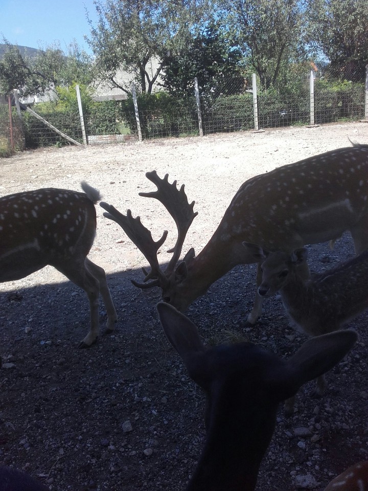 deers