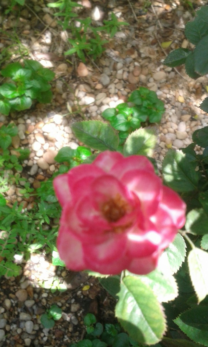 rosa