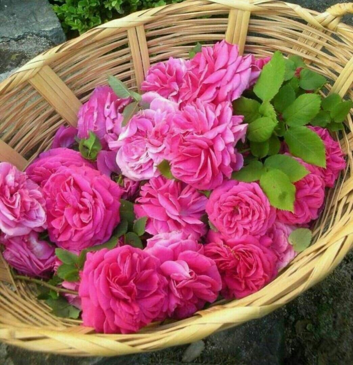 good morning