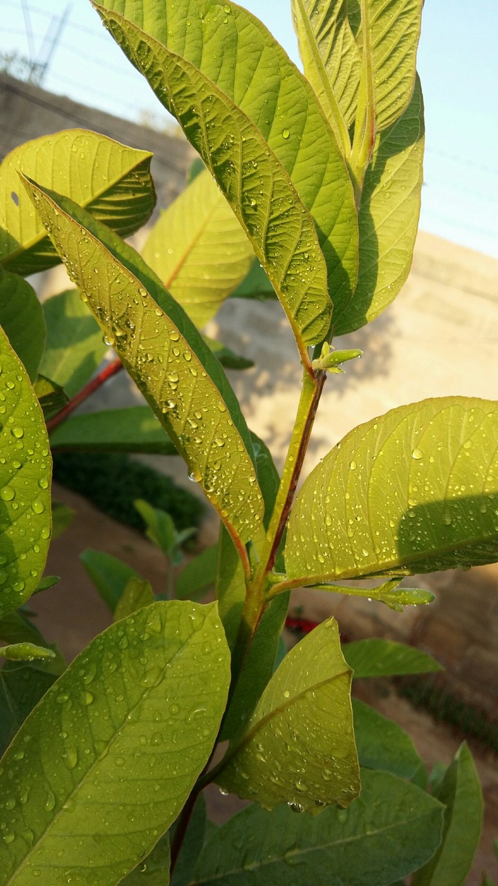 freshness