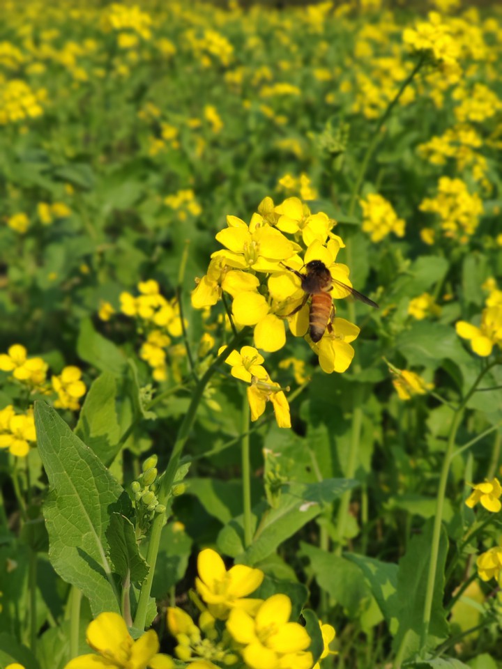 bee