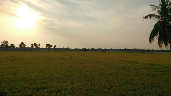 farms