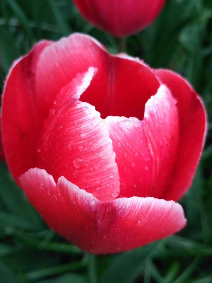 tulip