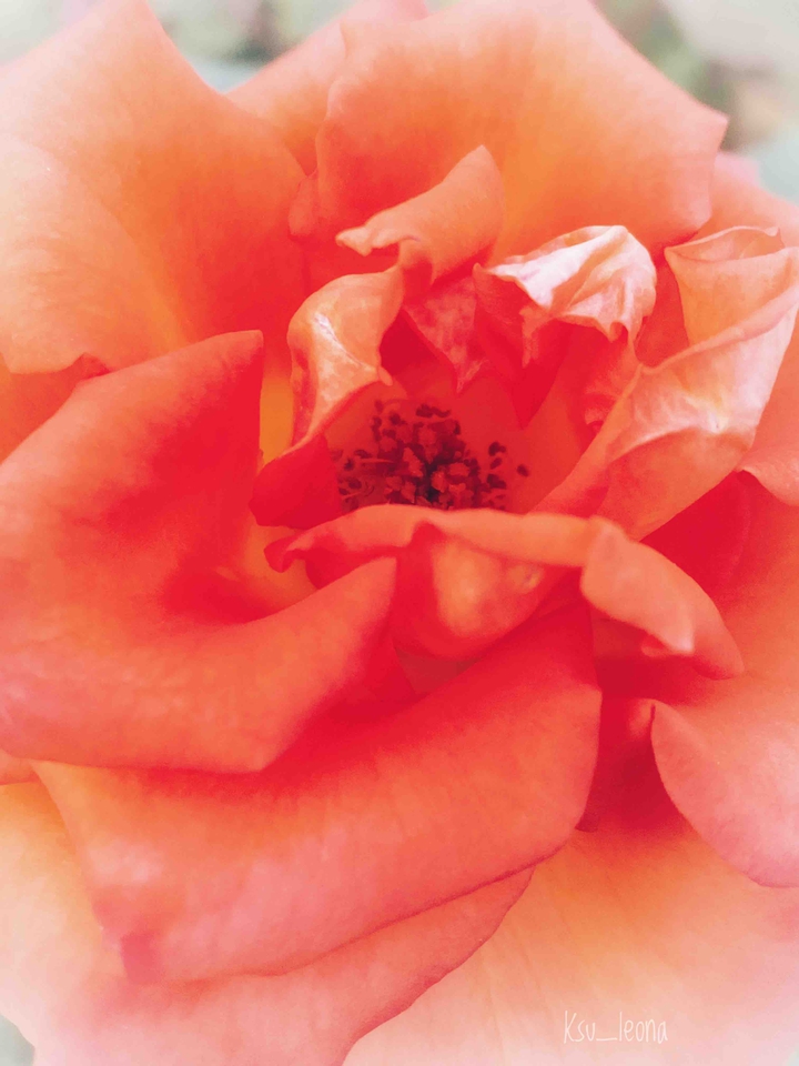 rose