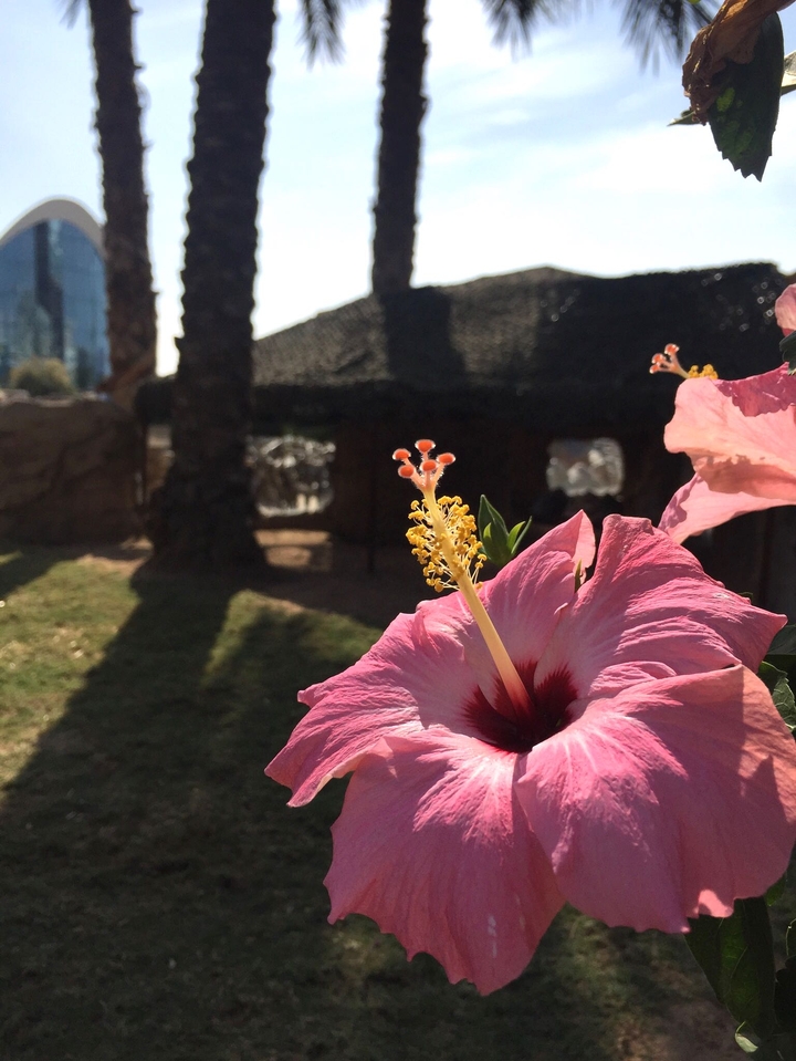 pink flower