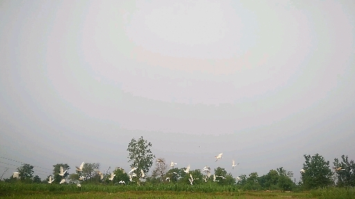 birds fly